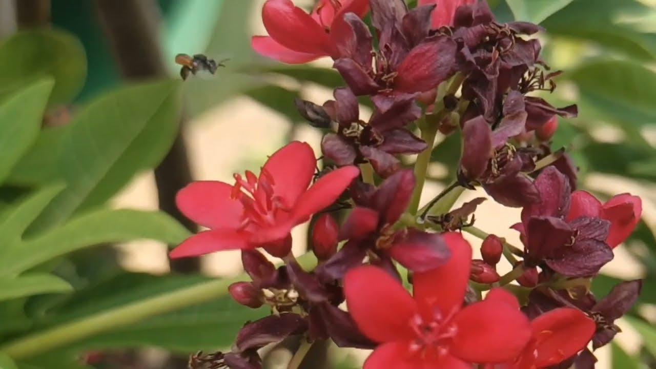 The Pollinators- A short film