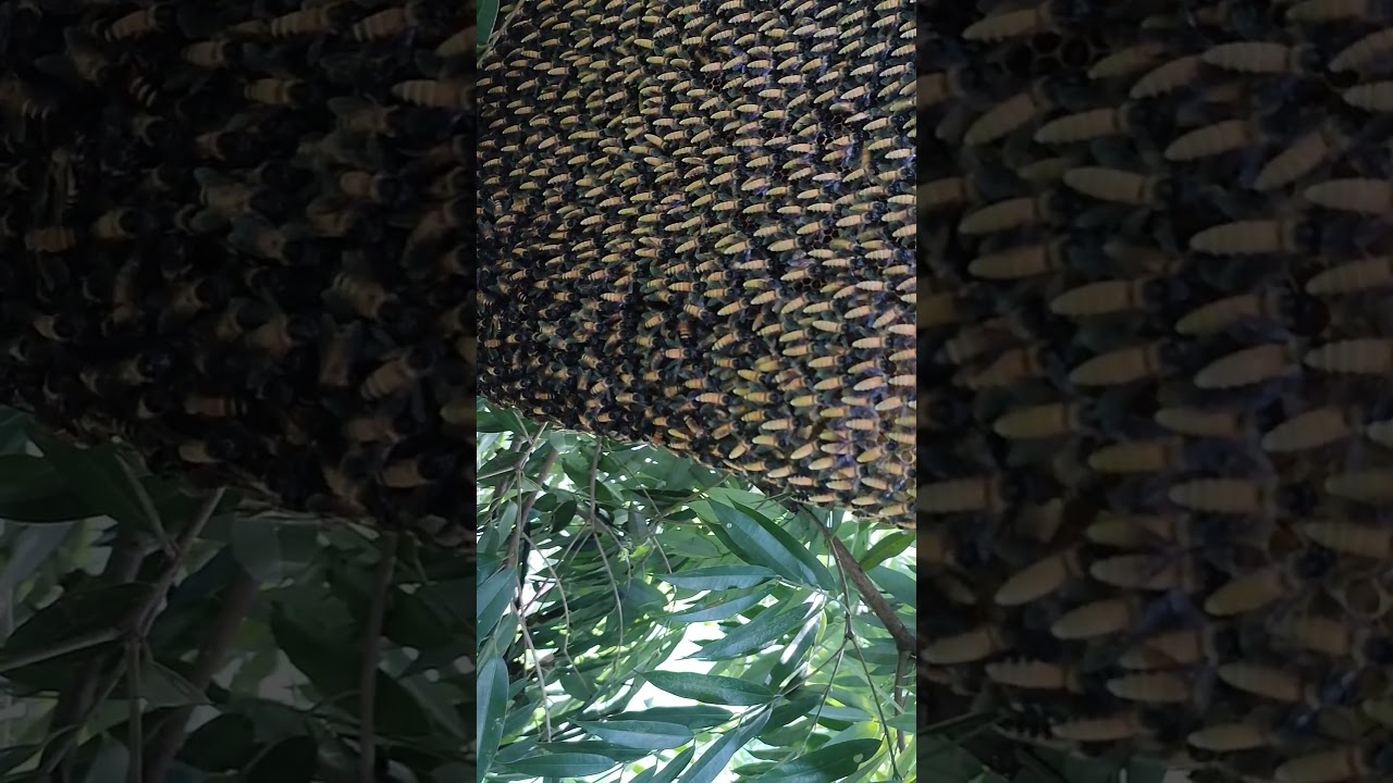 #Apisdorsata #gianthonebee