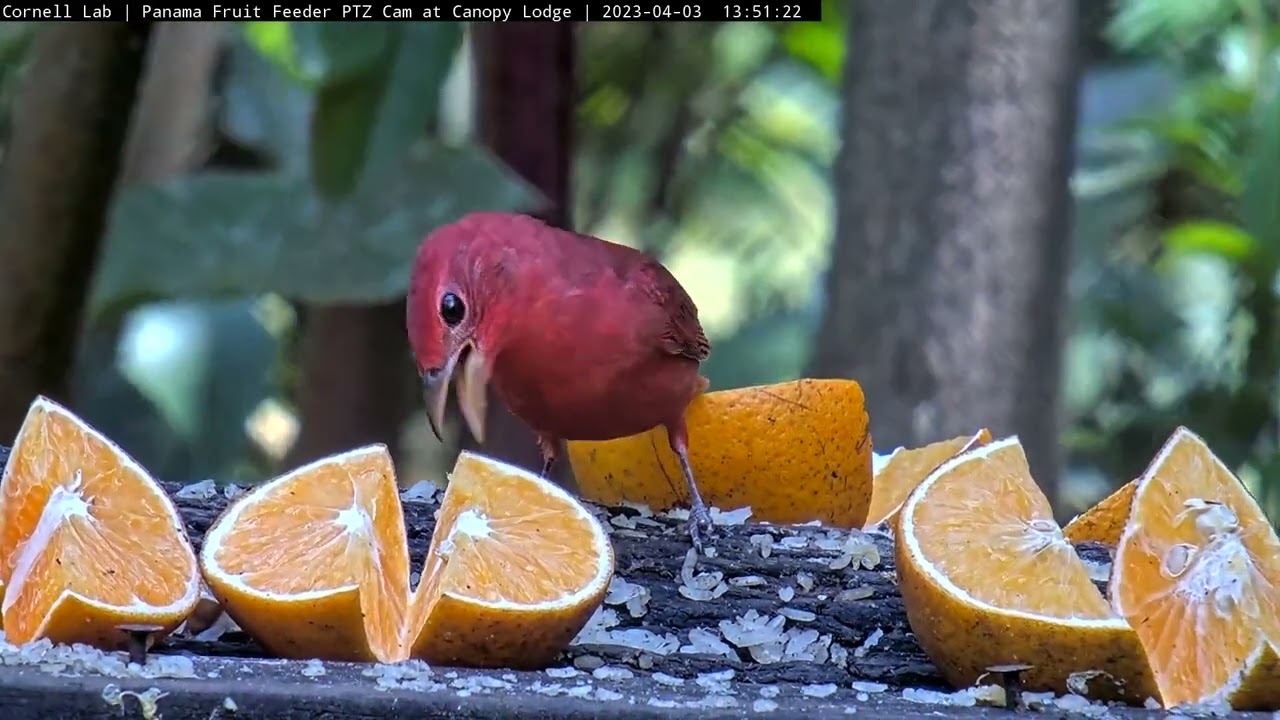 Up-close and Personal With a Summer Tanager at the Panama Fruit Feeders | April 3, 2023