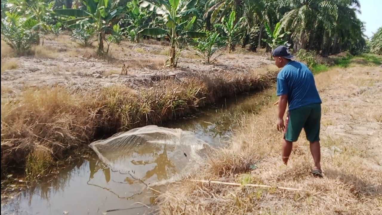 PARIT KECIL SEPELE ⁉️ TAPI BANYAK IKAN NYA BANYAK GUYSS.. 