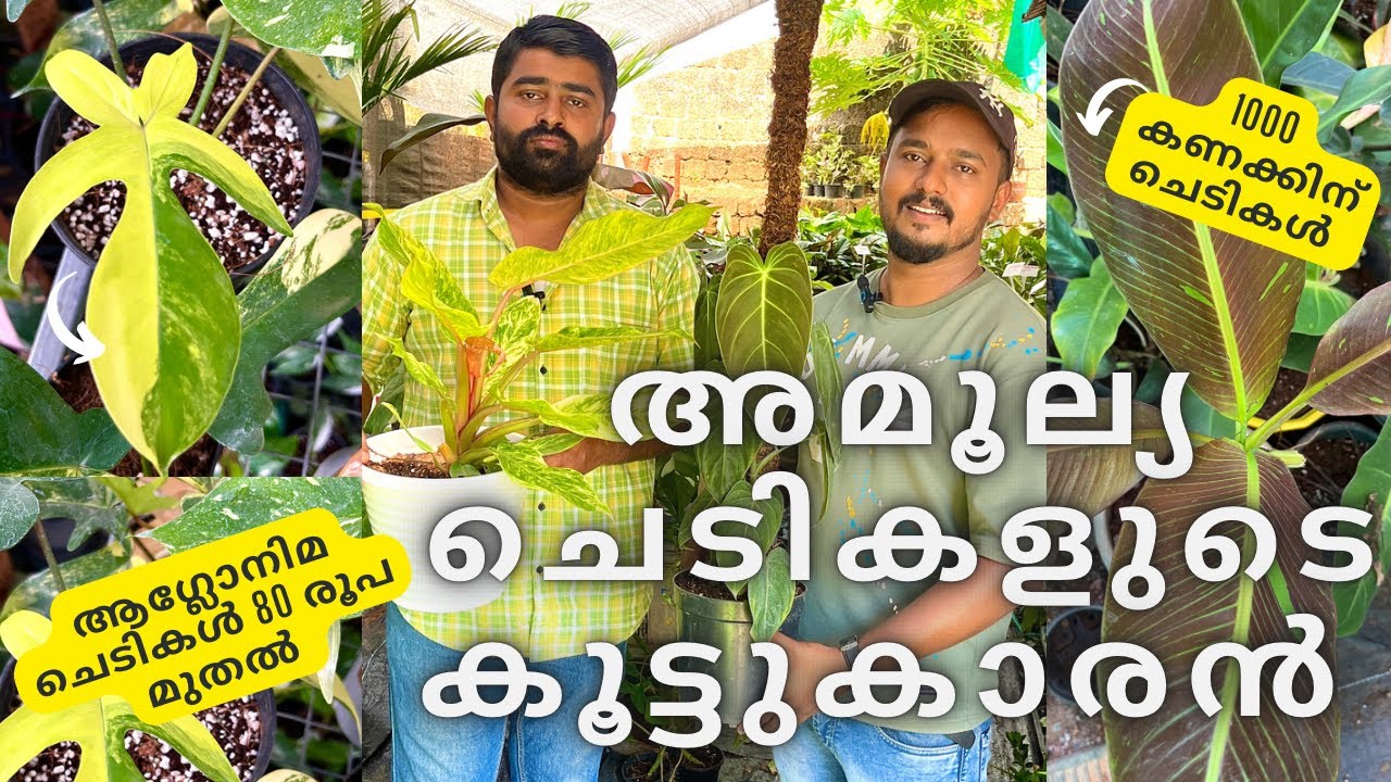 30 രൂപ മുതൽ ചെടികൾ | pazhashi ഗാർഡൻ കുയിലൂർ |