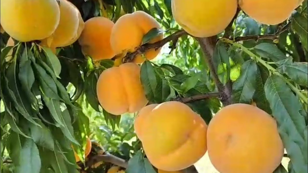 Персик (Перкоче) Кінка. Peach (Percocca) Cinca. Крупноплідний, солодкий сорт.