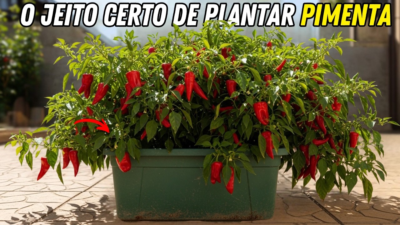 Plante Pimenta Nesse Vaso e Ela Dura 5 Anos Produzindo (Método Simples)