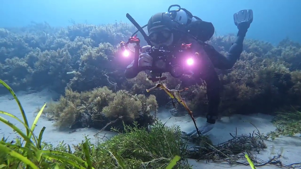 Diving Second Valley 17 January 2026   -Ep 236