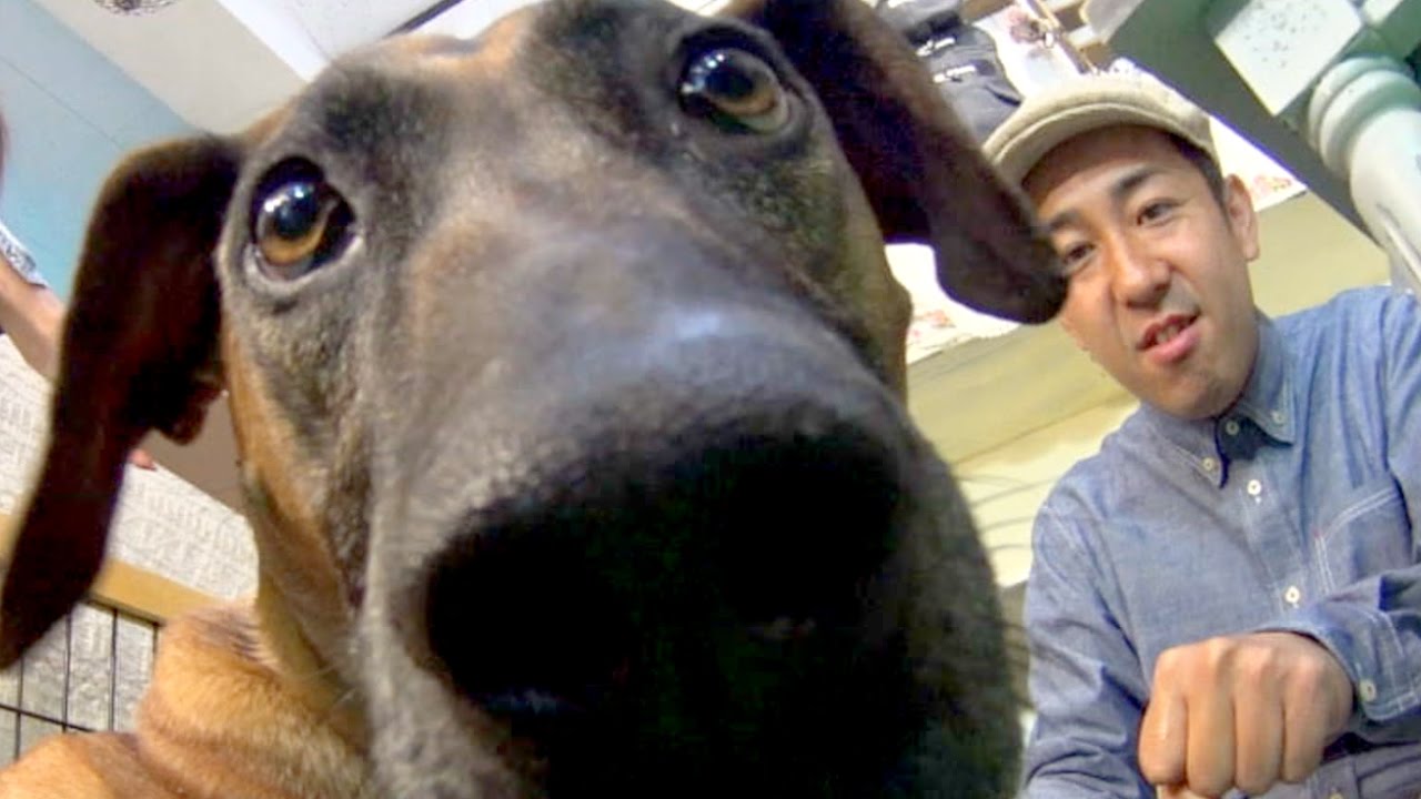 【ライオンを狩る!?】アフリカ生まれの大型犬！ローデシアンリッジバックSP