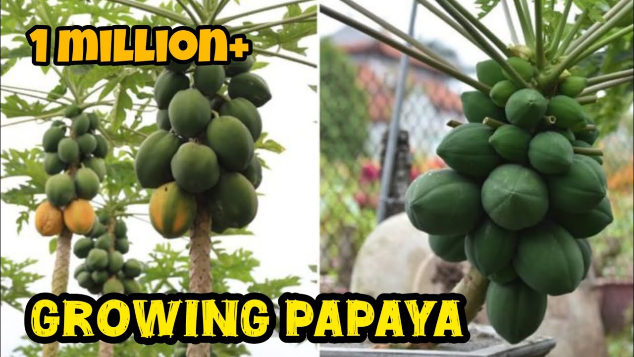 Easy Grow papaya in containers from seed | growing papaya at home | see to harvest