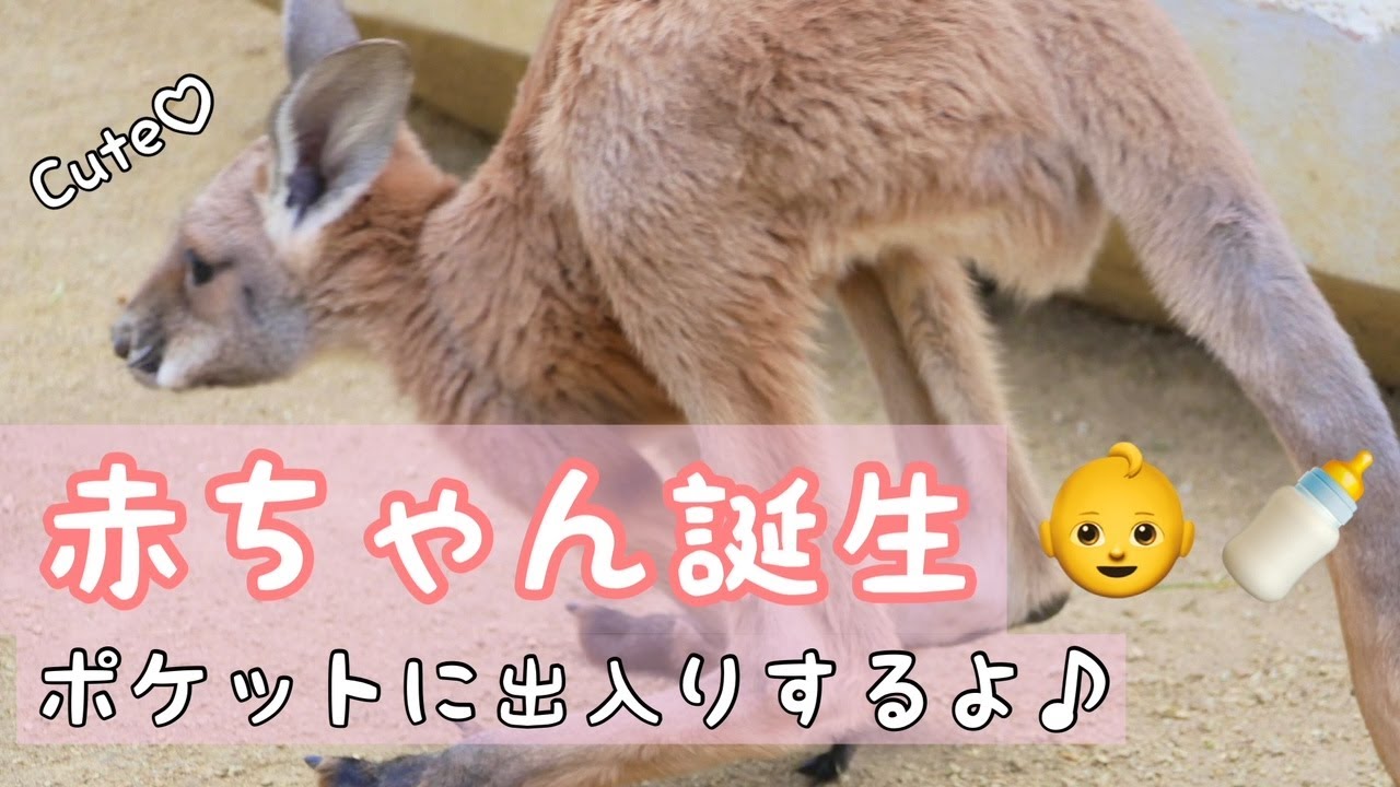 祝☆赤ちゃんカンガルー誕生【東山動物園】