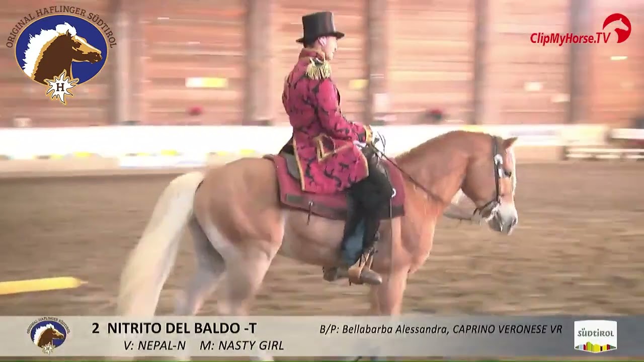 Hengstparade 2026 – NITRITO DEL BALDO - T