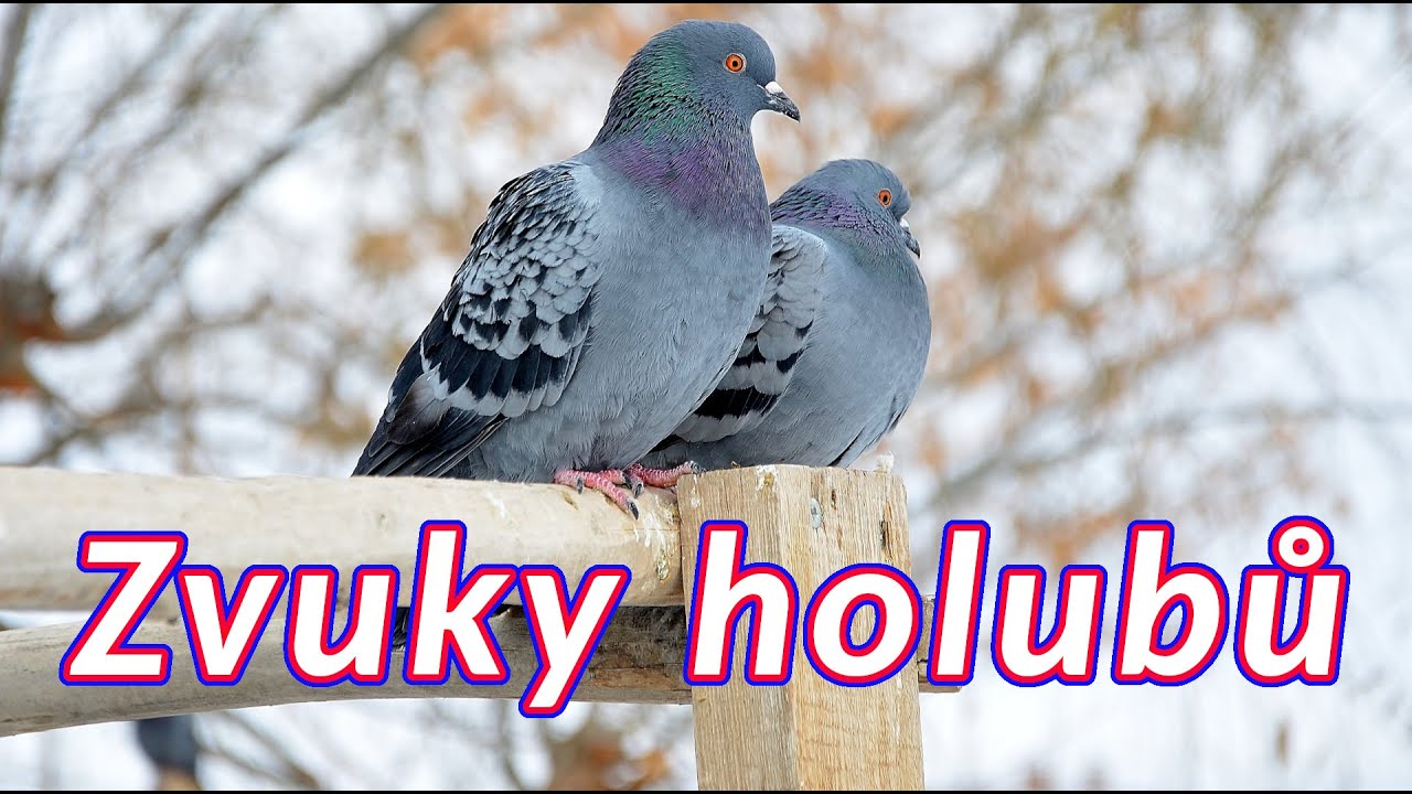 Zvuky holubů 🕊 zvuky, kter&eacute; vyd&aacute;vaj&iacute; holubi