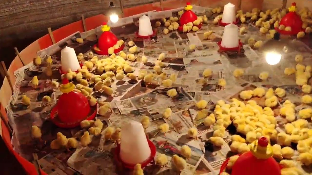 Poultry Farm Full Setup 🐥 | Day 1 Chicks Arrival & Farm Tour | Farming Documentary