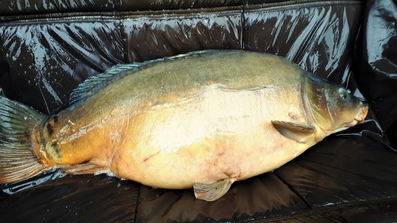 Karp 25kg / duże amury oraz tołpyga czyli zarybianie łowiska ''BARONIOK''