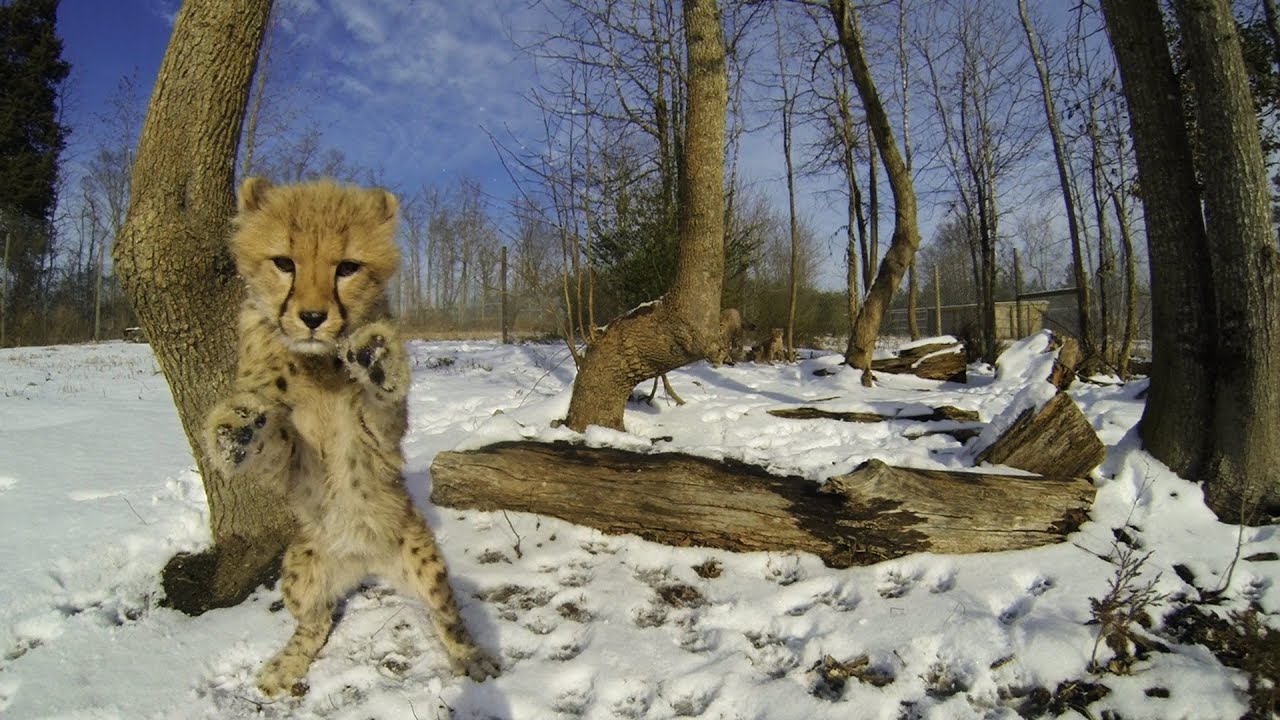 Cheetah Cubs Playing in the Snow