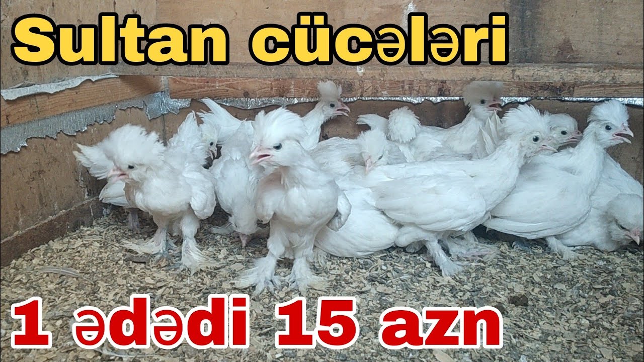 SULTAN C&Uuml;CƏLƏRİ