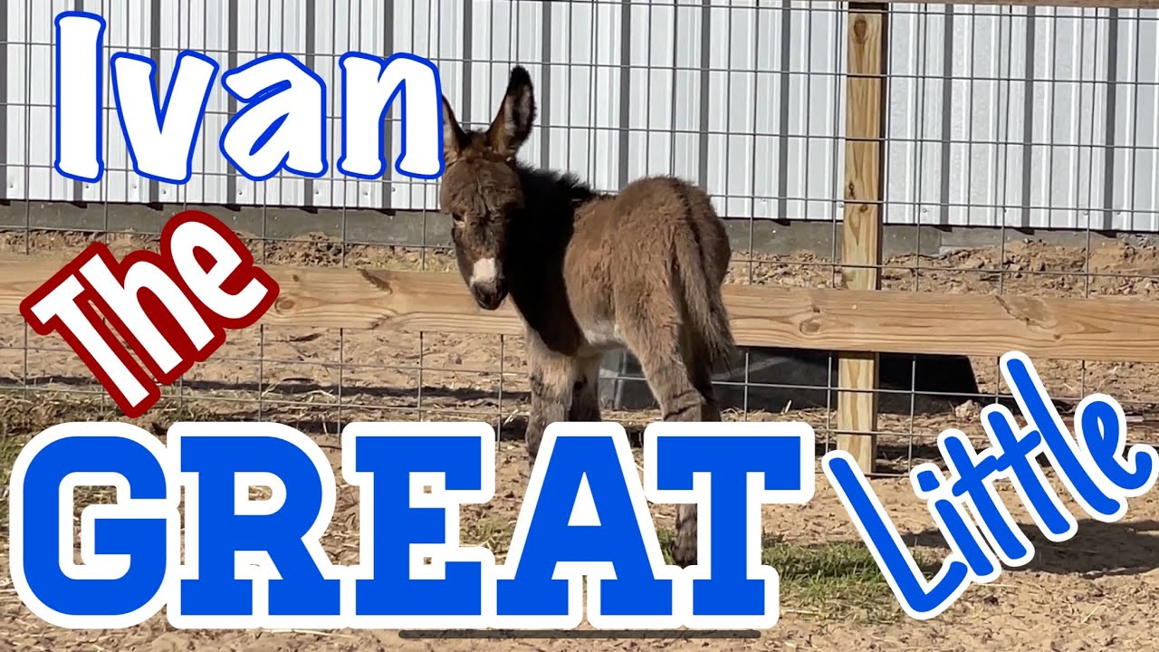 Ivan The Great Little