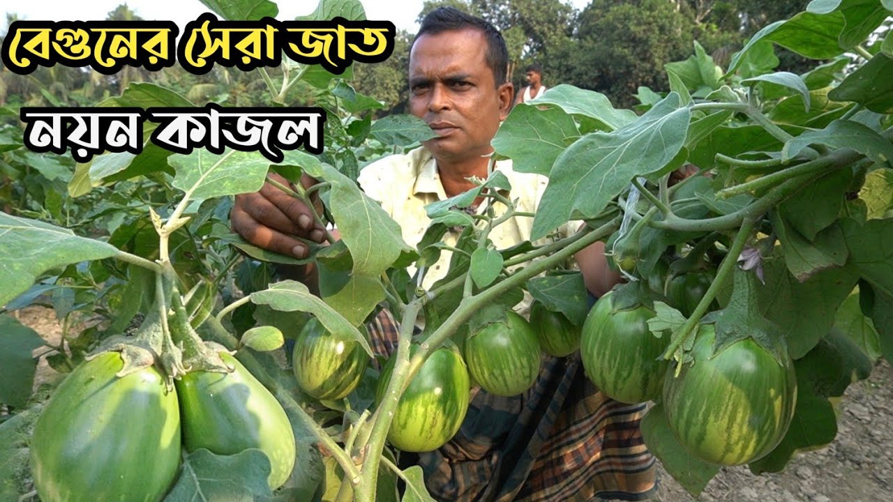 হাইব্রিড নয়ন কাজল বেগুন চাষে কৃষকের ভাগ্য বদল | ১৭ শতকে জমিতে প্রতি ১০ দিনে ২৮ হাজার টাকা বিক্রি।