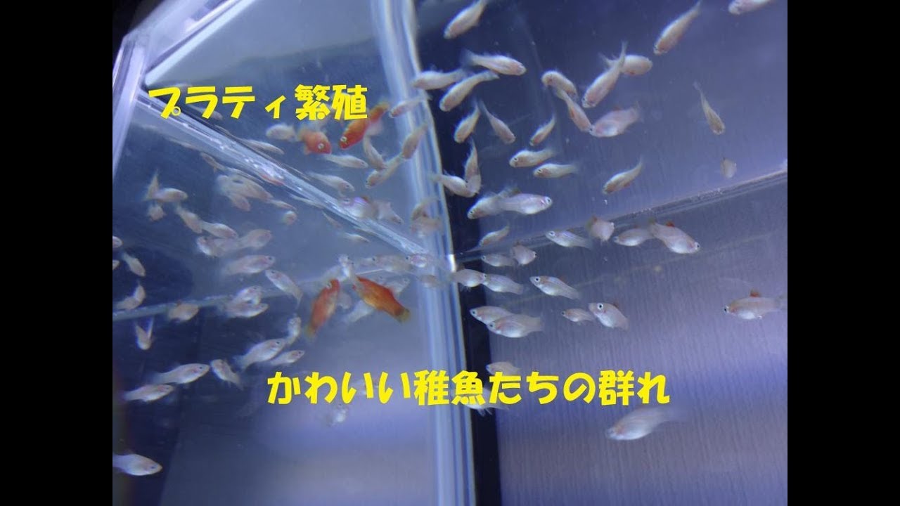 プラティの繁殖～プラティの繁殖・餌付け・成長・専用水槽投入編～