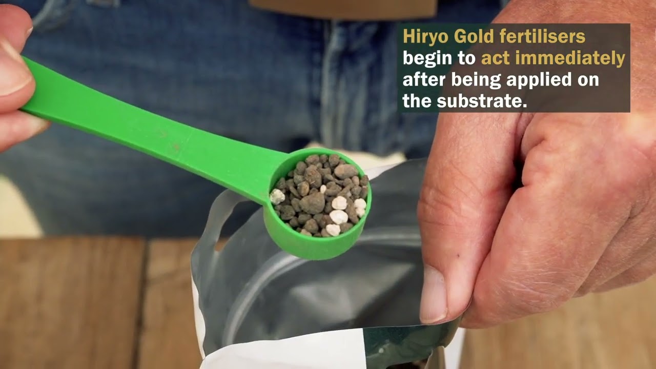 Hiryo Gold Coniferous