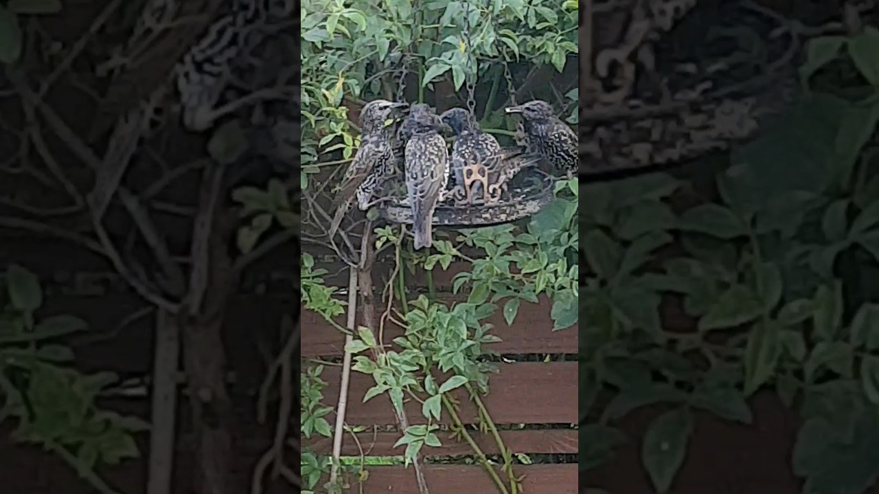 Happy Starlings feeding