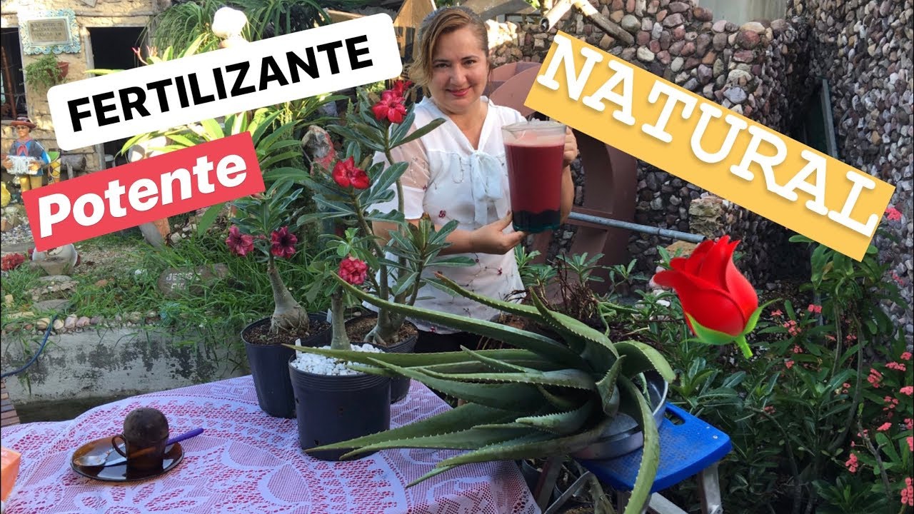Fertilizante Poderoso Para Sua Rosa Do Deserto Florir