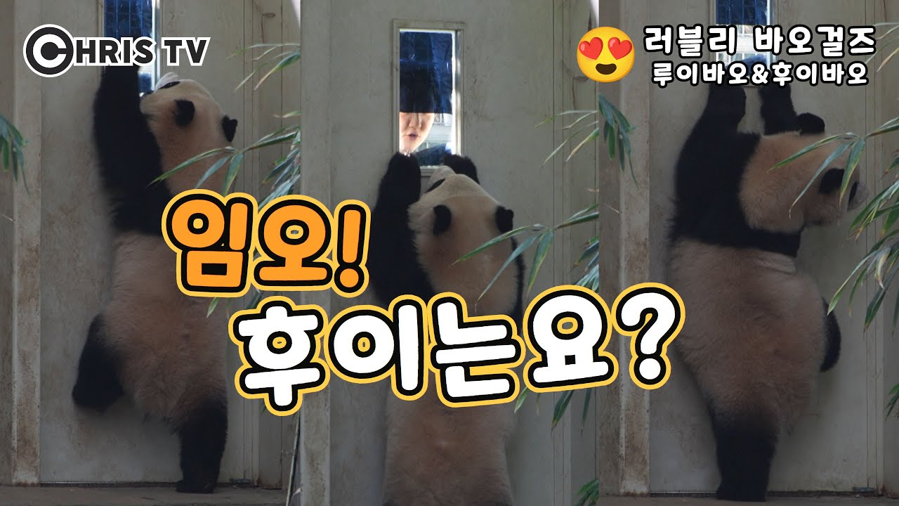 ❣️러블리 바오걸즈❣️간절함이 묻어나는 후이의 몸짓🥰 #후이바오 #루이바오 #오바오 #Ruibao #Huibao #크리스티비