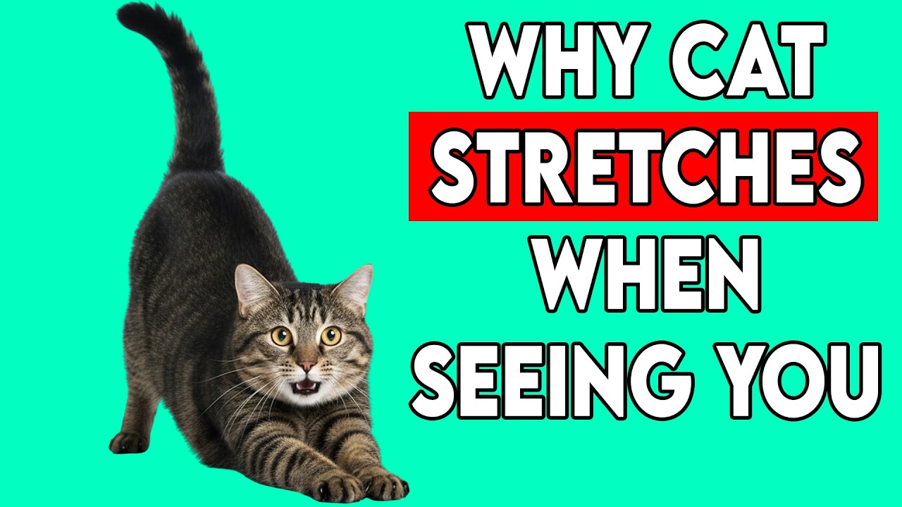Why Your Cat Stretches When Seeing You ?