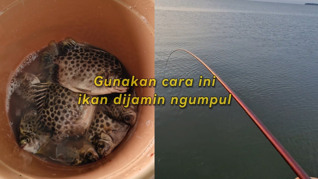 ANTI RIBET!! TIDAK PERLU RACIKAN KHUSUS UNTUK MANCING IKAN KIPER