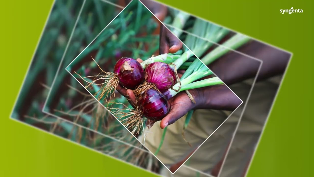 Africa Red F1: The Ultimate Red Onion Variety!