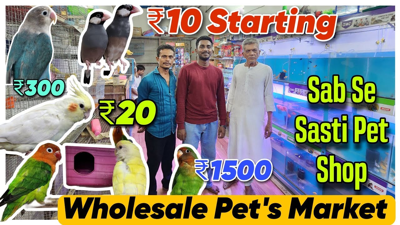 ₹10/😱 Starting Mumbai Ki Sab Se Sasti Pet Shop| Birds & Fish Wholesale Market | पालतू पशुओं की दुकान