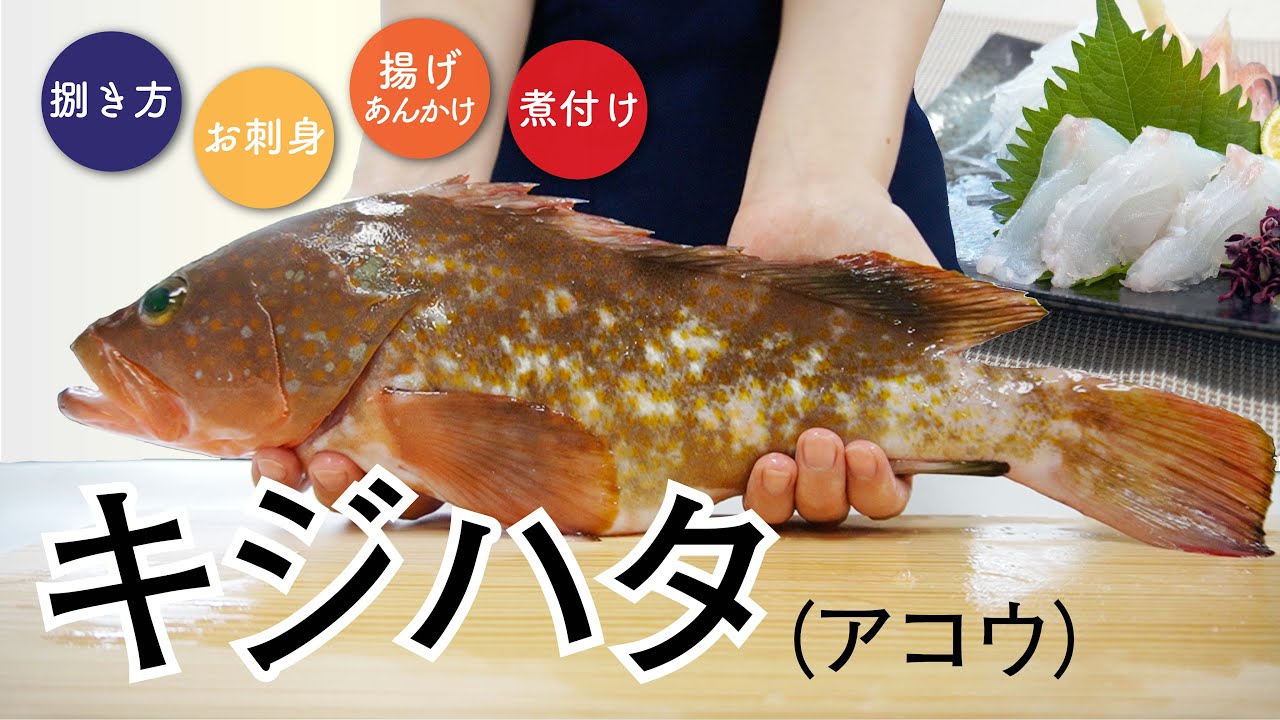 【さかな女子】新鮮なキジハタを捌いてみた、、、捌き方～刺身の作り方のご紹介！｜クラハシ公式