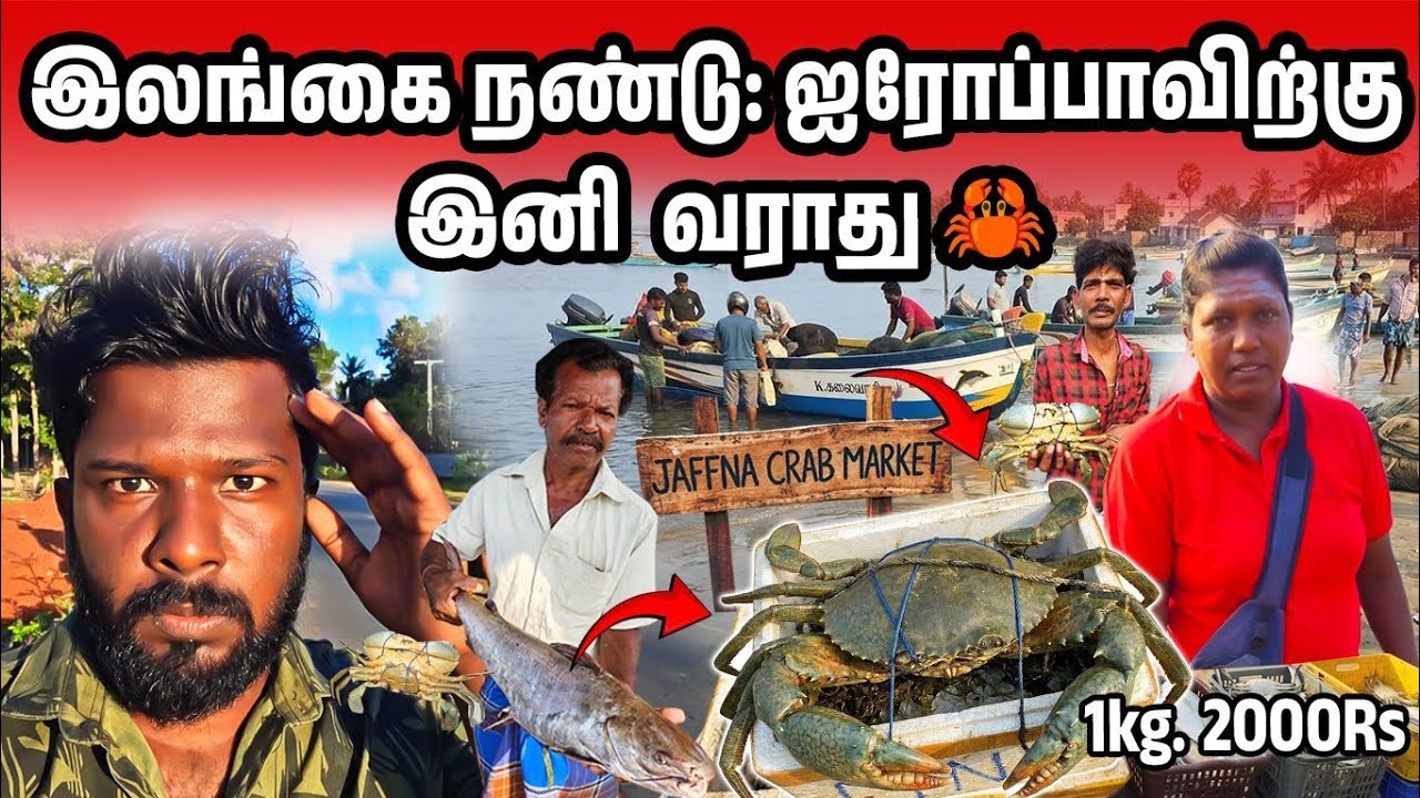 இலங்கை நண்டு: ஐரோப்பா தடையால் கண்ணீர்!😭 | Jaffna Crab Market | Jaffna suthan