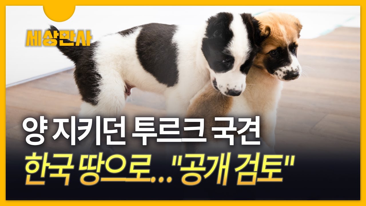 [세상만사] 초원 거닐며 양 지키던 투르크 국견, 한국생활 시작