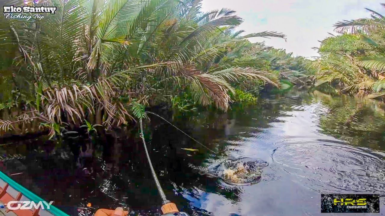 SERANGAN BRUTTAL TOMAN BLACK MAMBA‼️ KEGANASAN TOMAN AIR HITAM KALIMANTAN😱