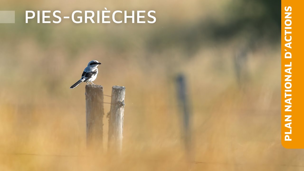 Plan national d'actions Pies-Grièches