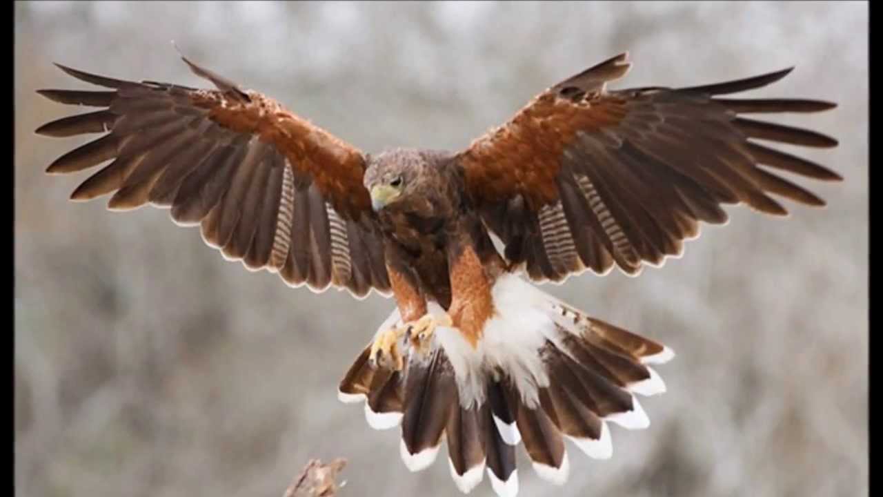 THE HAWK SPIRIT - A MEDICINA DO GAVIÃO [ SHAMANIC REIKI MUSIC ]
