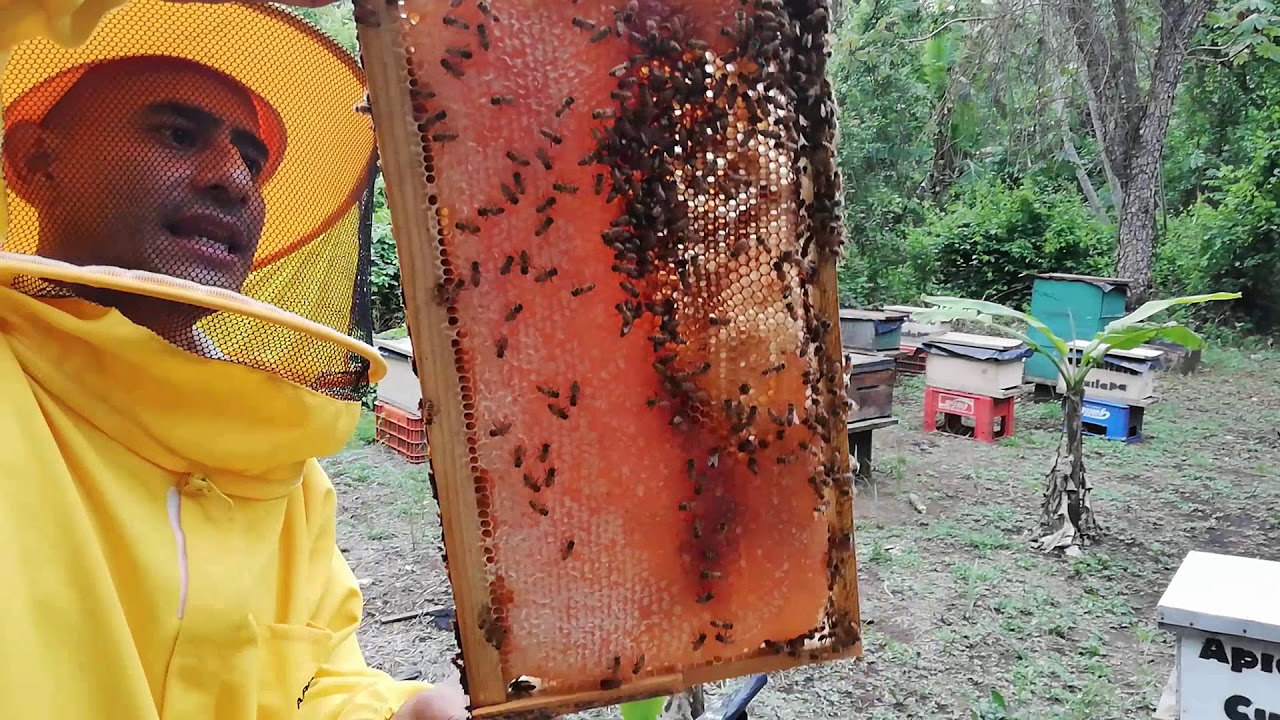 Alimento en colmenas Ecuador