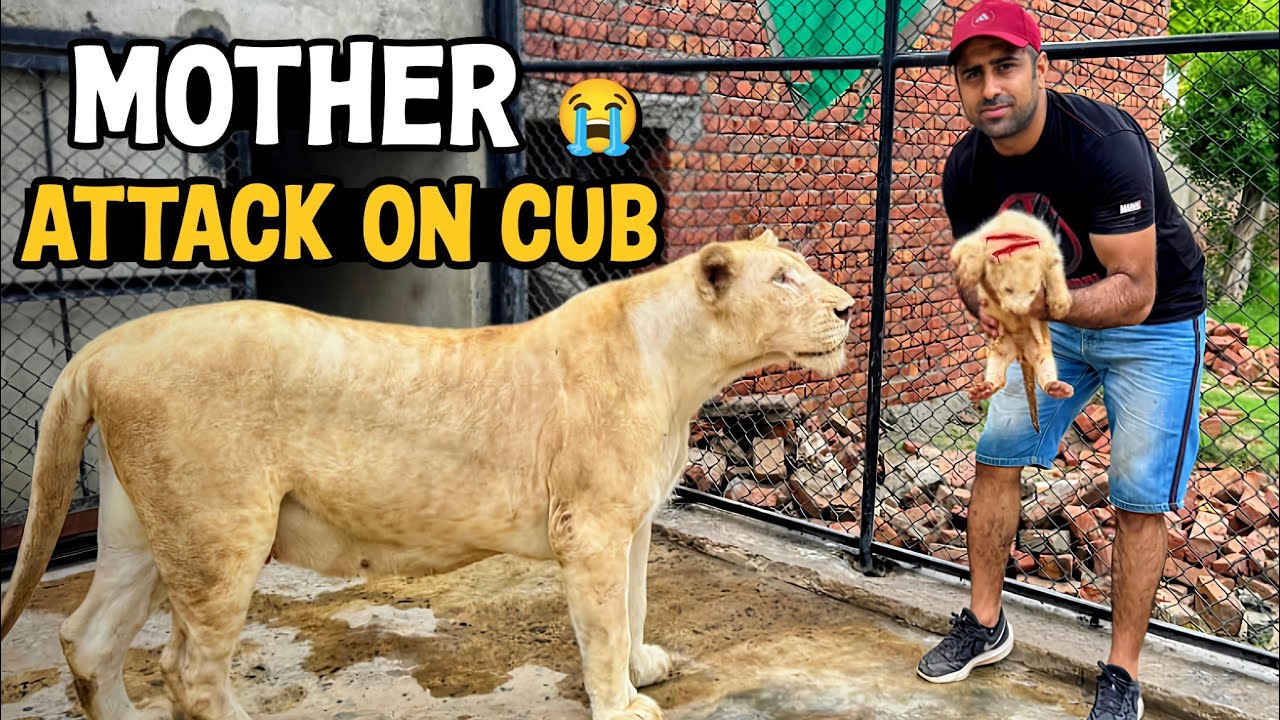 Cubs Se Milte Hi Lioness Ne Attack Kar Diya😭 Sab Control Se Bahar!