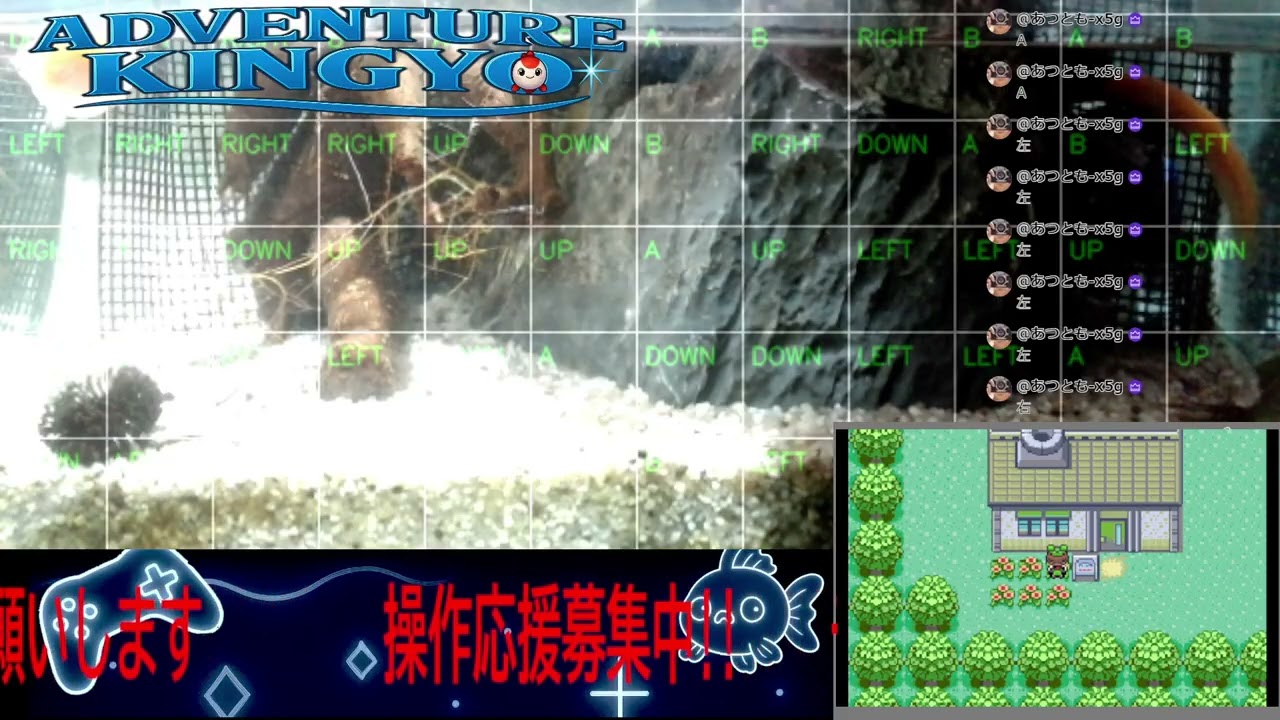 【ポケモンエメラルド】金魚がゲームをプレイ!? 🐟 視聴者コメントで動く参加型ライブ配信 〜Adventure Kingyo〜 パート148 2026-02-28