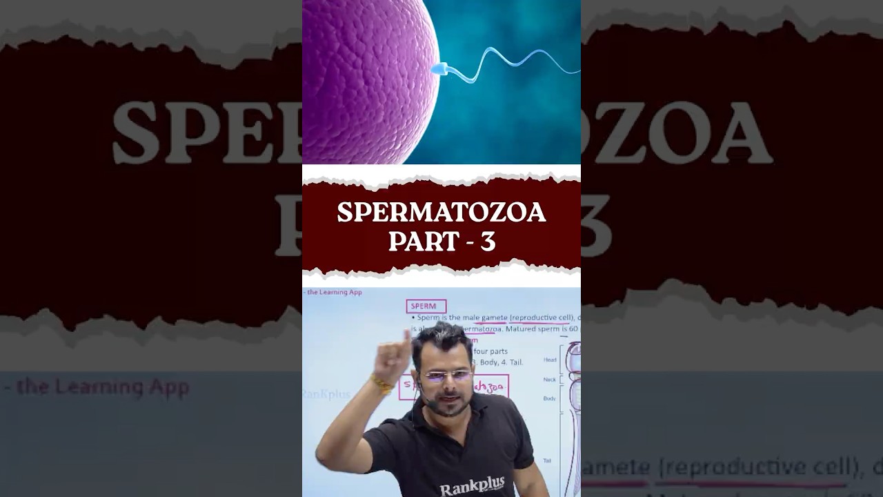 Spermatozoan Kya Hota Hai ? Part - 3 #rankplus #labtechnician #chandanmlt #shortvideo #sperm