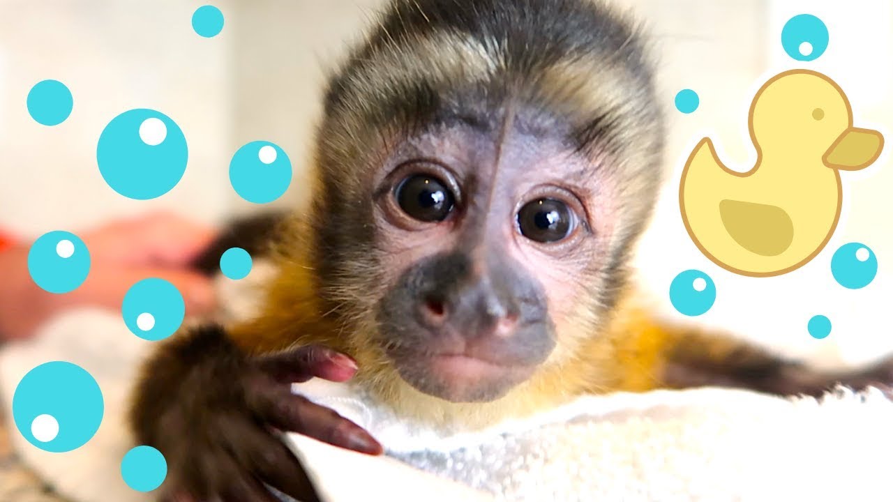 Baby Monkey Bath Time | Happy's First Bath!