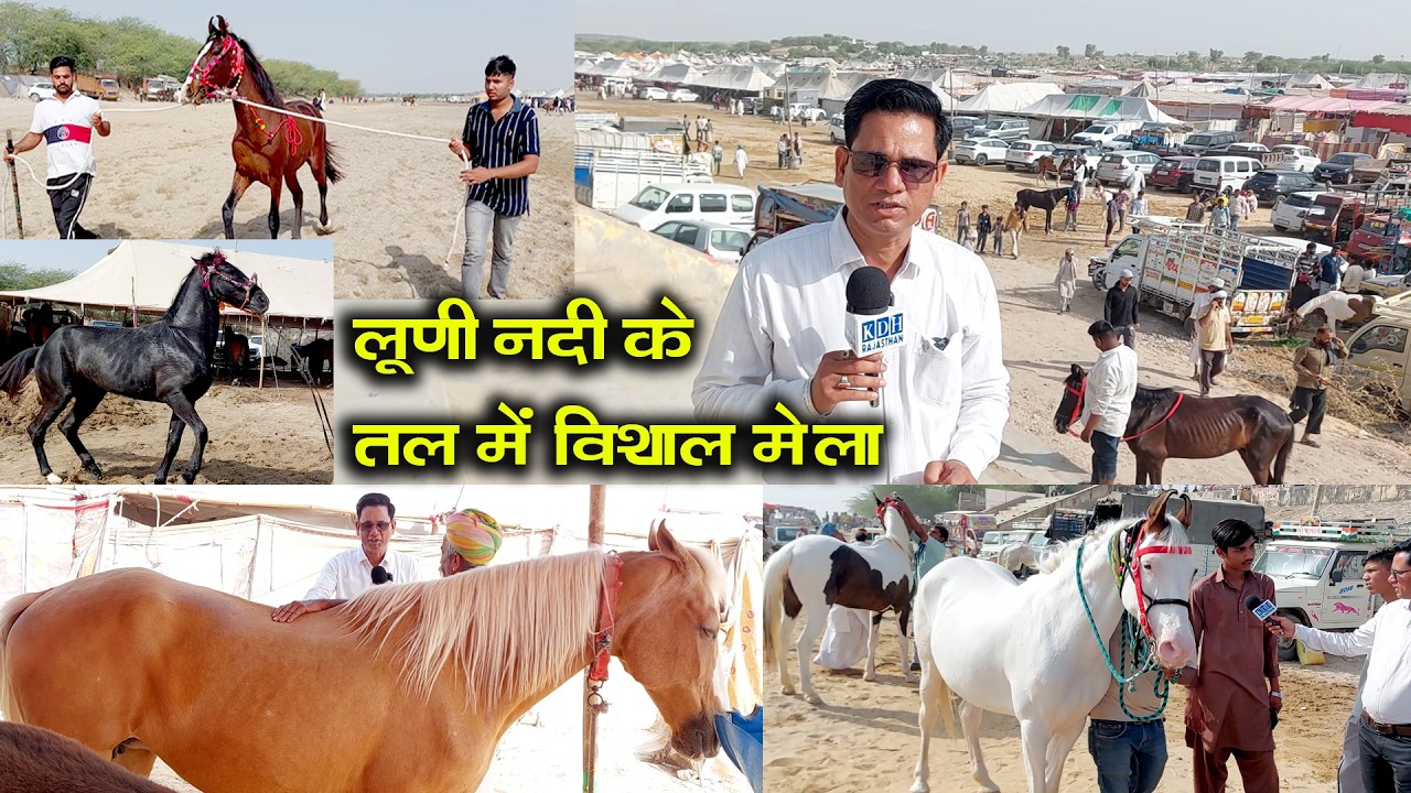 लूणी नदी के तल में विशाल मेला बालोतरा नाच वाले रेसर चालबाज मारवाड़ी सिंधी घोड़े Horse Market Tilwara