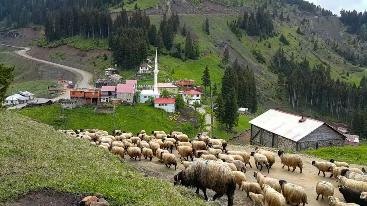 #Erikbeli yaylası ☆ Kadırga yaylası  Trabzon'dan Gümüşhane'ye yol hikâyeleri...