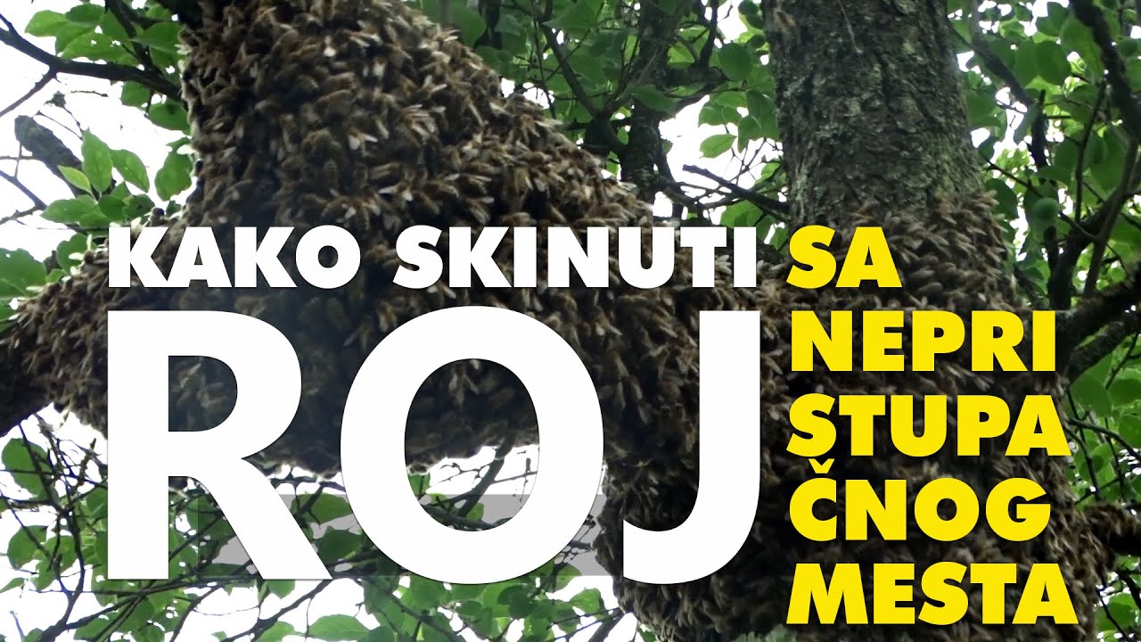 PRIRODNO ROJENJE MEDONOSNIH PČELA - TEHNIKA HVATANJA ROJA SA NEPRISTUPAČNOG MESTA