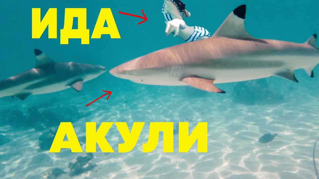 ОБГРАДИХА ни  АКУЛИ  в ТИХИЯ ОКЕАН