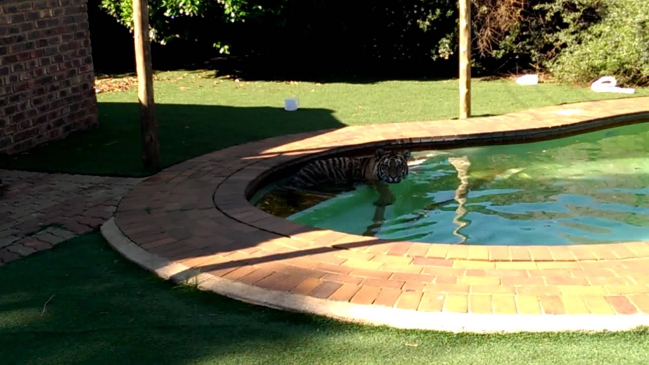 Naughty tiger !