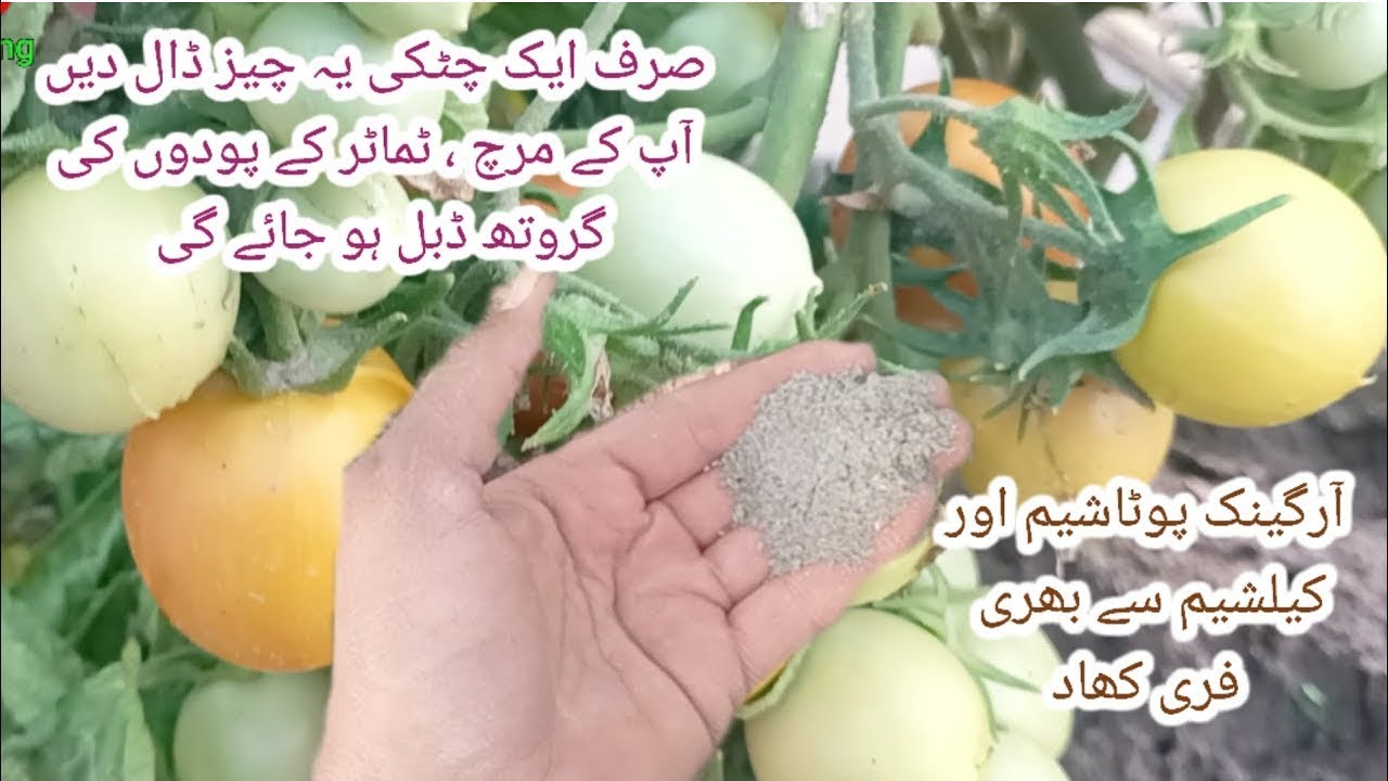 Free Homemade POTASSIUM and CALCIUM fertilizer for tomato and green chili#free #homemade#fertilizer 