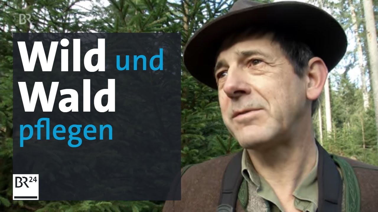 Wald und Wild: Weniger Jagd - weniger Verbiss? | Abendschau | BR24