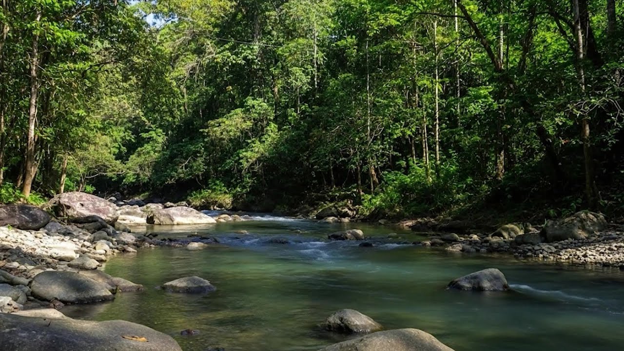 Relaxing Forest Stream Sounds Flowing Water for Deep Sleep and Stress Relief