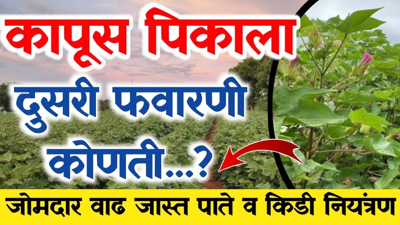 कापूस दुसरी फवारणी कोणती करावी / Kapus dusri favarani ( कृषिमित्र विशाल )