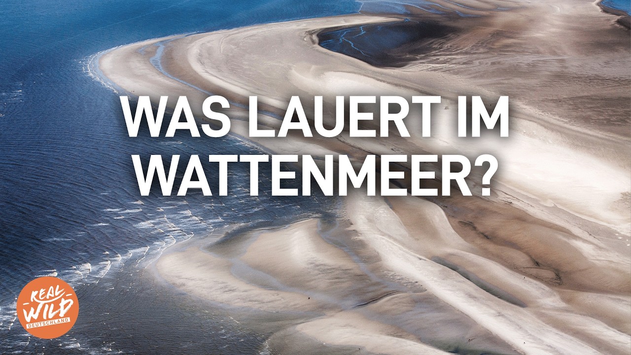 Was lauert im Watt? Die verborgene Welt der Nordsee | Doku