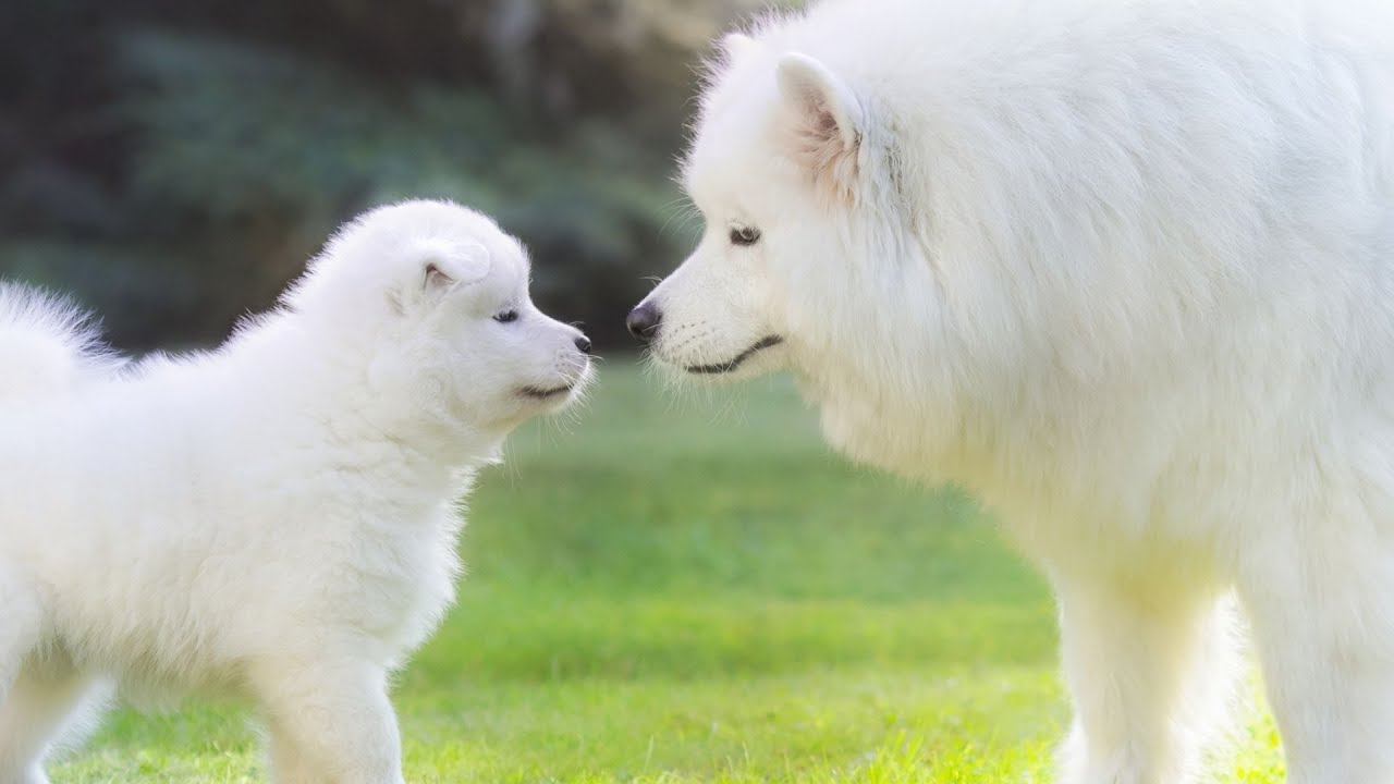 Exploring the Adorable and Ancient Arctic Dogs - The History of the Samoyed Breed